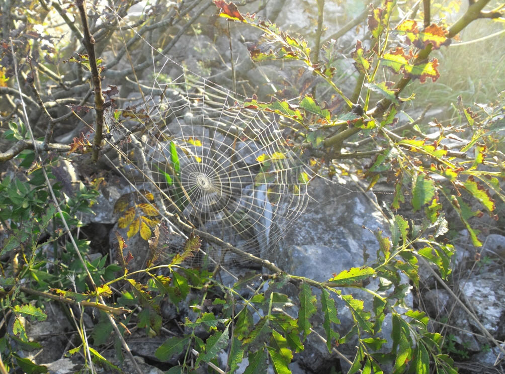 Ragnatela (Araneidae)